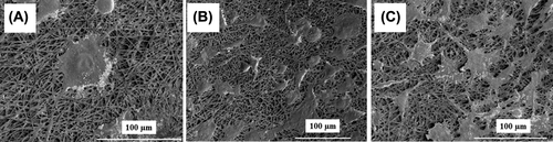 Figure 10. SEM images of mouse urinary bladder cells that were cultured on (A) non-modified, (B) EDA-modified and (C) PEG-modified nanofibrous PHB scaffolds for 7 days. Scale bars are 100 μm.