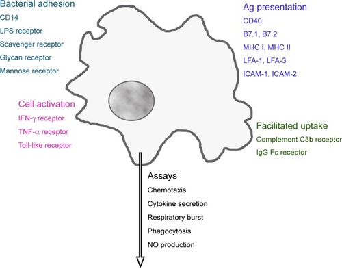 Figure 1 Receptors linked to main functions of phagocytes.Note: Activation of these receptors regulates macrophage function, which can be evaluated by a panel of in vitro assays.Abbreviations: CD14, lipopolysaccharide-binding protein receptor; LPS, lipopolysaccharide; IFN, interferon; TNF, tumor necrosis factor; MHC, major histocompatibility complex; LFA, lymphocyte function-associated antigen; ICAM, intercellular adhesion molecule; Ig, immunoglobulin; NO, nitric oxide.