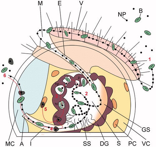 Figure 6. Schematic illustrating the proposed alimentary uptake pathway for NPs in Crassostrea gigas early veliger larvae. Sequential steps. (1) Capture and ingestion. Suspended particles are captured by the cilia of the velum, driven into the mouth and esophagus. (2) Post-ingestive sorting. Once inside the stomach, the ingested particles undergo vigorous swirling by the cilia of the style sac and post-ingestive sorting. Particles are directed toward the digestive gland for their cellular internalization, or toward the intestinal groove for excretion (see Figure 2). (3) Cellular uptake and intracellular digestion. Particles are taken up by the absorptive cells of the digestive gland via pinocytosis-macropinocytosis, gathered into heterophagosomes, and digested inside heterolysosomes; NPs, together with the residuals of the intradigestion process, are stored inside residual bodies (Figure 3). (4) Clearance. NPs and non-nutritious material accumulated inside residual bodies are driven to the intestine for excretion with feces, along with non-absorbed particles sorted for excretion in the stomach (Figure 4). (5) Translocation to phagocytic coelomocytes. Insoluble residuals of intracellular digestion, including NPs, are translocated to the phagocytic coelomocytes lining the inner membranes of the visceral cavity for processing or ejection via diapedesis (Figure 5). (6) Excretion. Residuals of intradigestion and post-ingestive sorting are mixed into the fecal laden mucus string and ejected through the anus into the mantle cavity and eliminated from the larval body. A: anus; E: esophagus; DG: digestive gland; GS: gastric shield; I: intestine; M: mouth; MC: mantle cavity; PC: phagocytic coelomocyte; S: stomach; SS: style sac; V: velum; VC: visceral cavity; B: bacterium; NP: nanoparticle; p: pinocyte/macropinocyte; hp: heterophagosome; hl: heterolysosome; rb: residual body.