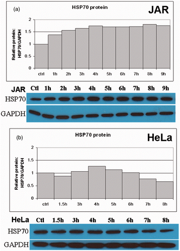 Figure 2. Translational response of Hsp70 to fever range hyperthermia. Western blot analysis was used to determine Hsp70 protein expression following treatment at fever-range hyperthermia. (a) The human JAR trophoblast cell line showed elevations in Hsp70 protein in response to elevated temperatures by 4 h. A similar trend was observed in (b) HeLa cells. However, Hsp70 protein levels were reduced beyond the 6-h time point.