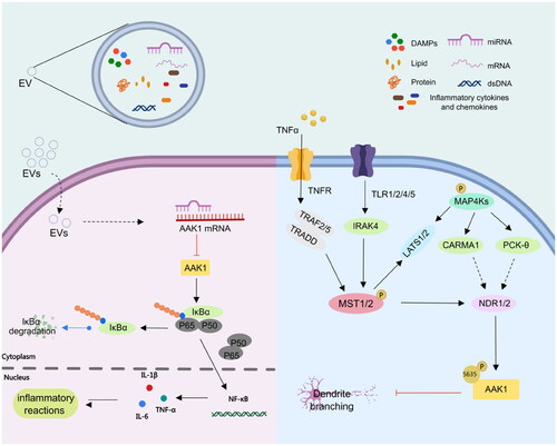 Figure 3. AAK1 medicates NF-κB and NDR1/2 signalling pathway. Left, AAK1 accelerates the degradation of IKBα, which leads to the activation of trans-acting factor p50/p65 and the transcription of pro-inflammatory cytokines, such as IL-6, TNF-αand IL-1β. Right, the Ser635 phosphorylation of AAK1 is regulated by phosphorylated NDR1/2, which was controlled by the upstream kinases MST1/2 and MAP4Ks. Phosphorylated AAK1 inhibits the growth of dendritic branches.