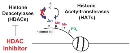 Figure 1 HDACs and HATs regulate the balance of acetylation. HDAC inhibitors block removal of acetyl groups.