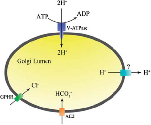 Figure 3. An integrated view of Golgi pH regulation with the main ion transport systems involved.