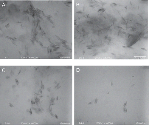 Figure 4.  Electron micrographs of Aβ1–40 oligomers. Aβ1–40 oligomers were incubated in the absence (A) or presence of salvianic borneol ester (SBE) 2.5 µg/mL (B), 20 µg/mL (C), or 40 µg/mL (D). Magnification: 100,000×; scale bar = 170 nm.