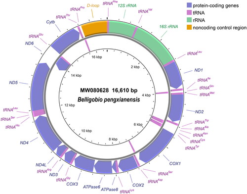 Figure 2. Mitochondrial genome map of B. pengxianensis.