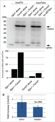 Figure 4. In vitro translation of GPX1 and TXNRD1 together in wheat germ lysate. (A) GPX1 and TXNRD1 mRNAs were translated in the presence of mcm5U and mcm5Um Sec-tRNA[Ser]Sec isoforms as described in Figure 3 but in lanes 3 and 6, equal amounts of mRNA were combined in the same reaction. Phosphorimage quantitation of bands plotting the percent increase as a function of using the mcm5Um Sec-tRNA[Ser]Sec isoform is shown below. (B) Phosphorimage quantitation of multiple experiments comparing the amount of GPX1 or TXNRD1 translation in the presence of mcm5U vs. mcm5Um Sec-tRNA[Ser]Sec. A total of 19 experiments are included in this analysis, which is an unpaired 2-tailed t-test.