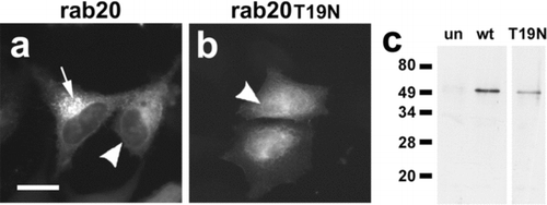 Figure 5 EGFP-tagged rab20 localizes predominantly to the perinuclear region of the cell. (a, b) Live HeLa cells transfected with EGFP-rab20 (a) or EGFP-rab20T44N (b) were analyzed by fluorescence microscopy. Most EGFP-rab20 localized to the perinuclear region of the cell (arrow), although there also was some nuclear envelope labeling (arrowhead), suggesting possible ER localization. EGFP-rab20T44N had a more uniform appearance, with low levels of apparent nuclear envelope labeling (arrowhead). Bar = 10 micron. (c) Immunoblot analysis of untransfected HeLa cells (un), cells transfected with EGFP-rab20 (wt) or EGFP-rab20T19N (T19N) using anti-EGFP for detection. Transfected cells show a specific band of near the predicted mass for the fusion proteins of ∼ 48 kDa.