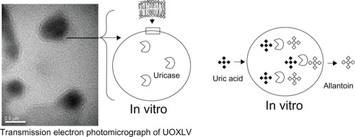 Figure 1 Schematic diagram of uricase-containing lipid vesicles (UOXLVs) catalyzing the transformation of uric acid into allantoin.
