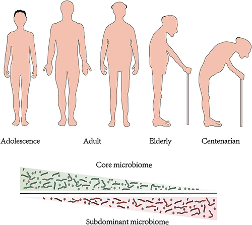 Figure 2 Variation trend of the gut dominant population at different ages. With the increase of age, the dominant microbial population will undergo succession.