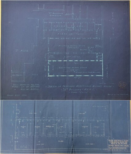 Figure 1 1934 PUMC Animal house expansion. Top: Blueprint of animal house renovation in PUMC Building N.Footnote20 Bottom: Blueprint of animal house renovation in PUMC Building D.Footnote21 Courtesy of Rockefeller Archive Center.