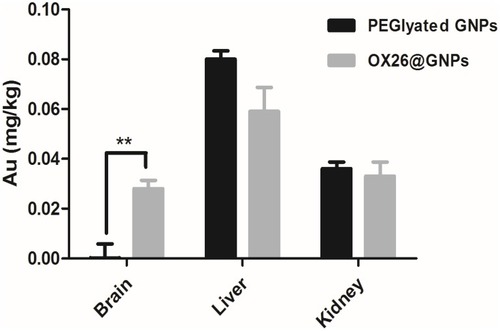 Figure 3 The Au content in the different tissues of male Wistar rats at 24 h after intravenous injection of 500 μg/mL PEGylated GNPs and OX26@GNPs (**P<0.01 between indicated groups).