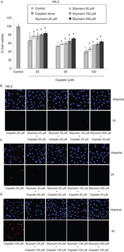 Figure 3.  Protective effect of silymarin on cisplatin-induced HK-2 cell death. (A) Cells were pretreated with various concentrations of silymarin (25–200 µM) for 1 h prior to 24-h cisplatin exposure. Cell viability was measured by MTT assay. Values are means ± SD of three independent experiments, *P < 0.05 versus non-treated control, and #P < 0.05 versus cisplatin-treated control. (B–D) Nuclear morphology of apoptosis and necrosis detected by Hoechst 33342 and propidium iodide assay.