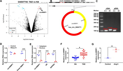 Figure 1. CircNRIP1 expression in TAD patients and Ang II-induced HA-VSMCs. (A) Volcano plots showed the differentially expressed circRNAs in TAD patients and NA in GSE97745 dataset. (B) The basic information of circNRIP1. (C) After amplified by the cDNA or gDNA using convergent primers or divergent primers, PCR products were used for agarose gel electrophoresis. (D) RNase R treatment was used to detect the resistance of circNRIP1 on RNase R digestion. (E) Subcellular localisation assay was used to analyse circNRIP1 expression in cytoplasm and nucleus. (F) CircNRIP1 expression in the aortic specimens of TAD patients and NA was analysed by qRT-PCR. (G) CircNRIP1 expression in HA-VSMCs treated with or without Ang II was detected by qRT-PCR. *p < 0.05, **p < 0.01, ***p < 0.001.