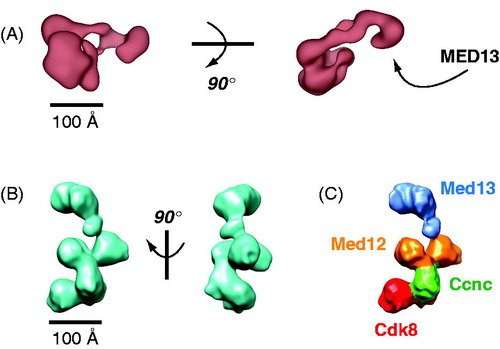 Figure 15. EM structures of the human (A) and yeast (B) CDK8 module. The structures are distinct and not shown in similar orientations. Structural distinctions may derive from sequence differences, in particular, the much larger sizes for human MED12 and MED13. MED13 forms an extended hook-like structure in each, and this subunit has been shown to contact core Mediator (Knuesel et al., Citation2009a; Tsai et al., Citation2013). Whereas the general location of MED13 was determined for the human CDK8 module, localization of each subunit was determined for the yeast structure with antibody labeling (C). (see colour version of this figure online at www.informahealthcare.com/bmgwww.informahealthcare.com/bmg).