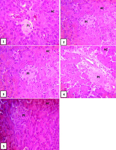 Plate 1. Photomicrograph of sections of the pancreas from experimental rats after 21 d of treatment with GLE. See Table 5 for respective treatment groups. PI, pancreatic islets; AC, Acinar cell.