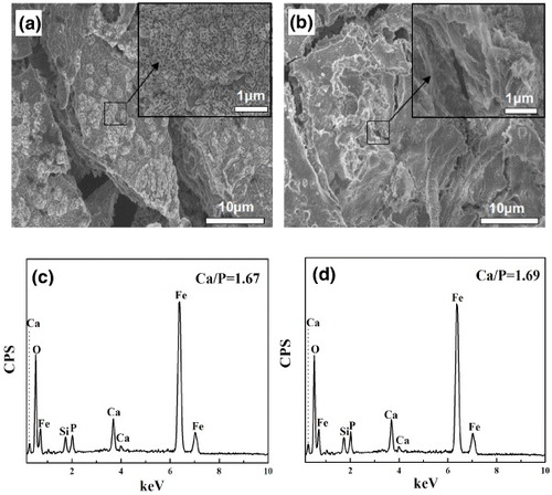 Figure 9. SEM images of the samples: low-resolution image (a), (the inset) high-resolution image of MMBGs2, low-resolution image (b), (the inset) high-resolution image of MMBGs3, EDS patterns of MMBGs2 (c), EDS patterns of MMBGs3 (d) after soaking in SBF for 3 days.