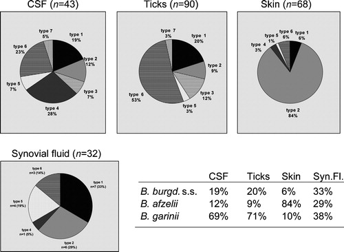 Figure 1. Distribution of species ofBorrelia burgdorferi sensu lato as well as of OspA types in European isolates from ticks, CSF, skin and synovial fluid specimens [17;18;101]. Clinical data for the skin specimens are known in 46 patients: 30 cases with erythema migrans (of which there were 1, 26, 1 and 2 cases infected with OspA‐types 1, 2, 4 and 6 respectively; 16 cases with acrodermatitis chronica atrophicans (ACA) (of which there were 1 and 15 cases infected with OspA‐types 1 and 2 respectively). B. burgdorferi s.l. speciation from synovial fluid samples is based on ospA PCR results. Culture isolates from this tissue are too few to estimate species distribution. Figure 1 is modified from figures 5 and 6 in reference Citation102.