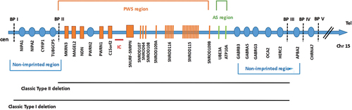 Figure 1. Overview of the critical region for PWS. Blue spots represent biallelically expressed genes, orange boxes/vertical lines represent paternally expressed genes, and green vertical lines represent maternally expressed genes. It is adapted from [Citation6].