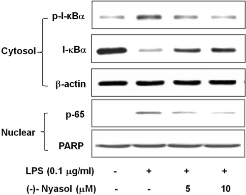 Figure 3.  Effect of (−)-nyasol on lipopolysaccharide (LPS)-induced I-κBα degradation and p65 translocation to the nucleus in BV-2 microglial cells. Cells were pretreated with (−)-nyasol for 30 min prior to stimulation of LPS. After treatment with LPS for an additional 15 min, cytosolic I-κBα and nuclear p65 were analyzed by Western blot. Images are the representative of three independent experiments that shows similar results.