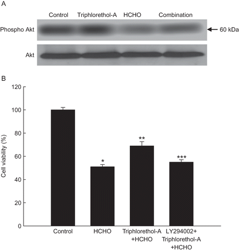 FIGURE 4. Effect of triphlorethol-A on the the phosphorylation of Akt and cell viability. (A) Cell lysates were electrophoresed, and phospho Akt was detected by a specific antibody. (B) After treatment with LY294002 for 1 h, followed by treatment with triphlorethol-A for 1 h, and finally 150 μM of HCHO for 24 h, cell viability was assessed using the MTT assay. Asterisk indicates significantly different from control (p < .05); **significantly different from HCHO-treated cells (p < .05); ***significantly different from triphlorethol-A plus HCHO-treated cells (p < .05).