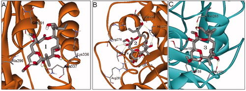 Figure 3. The predicted binding sites 1 (A), 2 (B) and 3 (C) of PLA in tubulin by global dockings.