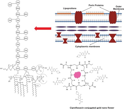 Figure 11 Schematic representation of the interaction between ciprofloxacin–GNF conjugates against Gram-negative cell wall.