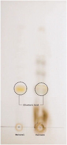Figure 3. TLC of C. olivetorum showing the production of olivetoric acid.