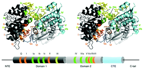 Figure 1. Core domain structure of DEAD-box proteins. The top panel shows a stereoview of Mss116 bound to AMP-PNP and ssRNA (U10).Citation31 Motifs that interact with ATP are orange and motifs that interact with ssRNA are green. Motif III, which does not contact ATP or ssRNA but is involved with communication between the two domains and with substrates, is olive. DI is dark gray, DII is silver, the linker between them is dark blue and the CTE, present in Mss116 and CYT-19, is light blue. Below the structure is a cylinder representation showing the domains and motifs in the same colors. Also shown are the N-terminal extension (NTE) and the C-tail of Mss116, which were not present or not resolved in the crystal structures (refs. Citation31 and Citation41).