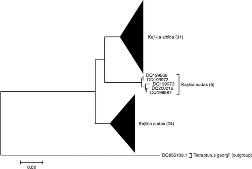 Figure 4.  NJ tree of mtCR sequences. NJ analysis, carried out in MEGA using K2P distance, of mtCR sequences, extracted from GenBank and originally from the studies by Graves and McDowell (Citation2006) and McDowell and Graves (Citation2008).