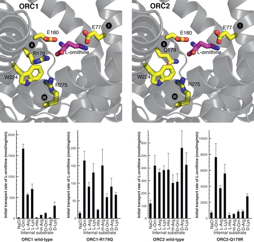 Figure 4. Swapping specificity of the human ornithine carrier by exchanging a single residue in contact point II of the substrate binding site. L-ornithine (magenta) bound in the substrate binding site of ORC1 and ORC2 is shown with the investigated residues (yellow). Results from transport hetero-exchange experiments of radioactive L-ornithine with the wild-type and mutant ORC proteins reconstituted in proteoliposomes, preloaded internally with the various substrates indicated: L-Orn, L-ornithine; L-Arg, L-arginine; L-Lys, L-lysine; L-His, L-histidine; H-Arg, L-homoarginine; D-Orn, D-ornithine; D-Arg, D-arginine and D-Lys, D-lysine (Monné et al. Citation2012). This Figure is reproduced in colour in the online version of Molecular Membrane Biology.