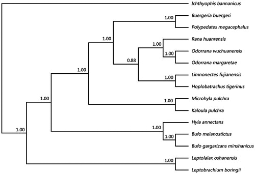 Figure 1. It is the 50% majority rule consensus tree from the Bayesian inference (BI) of complete mtDNAs. The values above branches represent Bayesian clade credibility values. The phylogenetic tree contains 14 species of Anura and Ichthyophis bannanicus (NC_006404) used as outgroup. Sequence data used in this study were the following: Hoplobatrachus tigerinus (AP011543), Limnonectes fujianensis (AY974191), Bufo gargarizans minshanicus (KM587710), Bufo melanostictus (AY458592), Kaloula pulchra (AY458595), Microhyla pulchra (KF798195), L. boringii (KJ630505), L. oshanensis (KC460337), Buergeria buergeri (AB127977), Polypedates megacephalus (AY458598), Pelophylax nigromaculatus (AB043889), R. huanrensis (NC_028521), Hyla annectans (KM271781), O. wuchuanensis (KU680791).