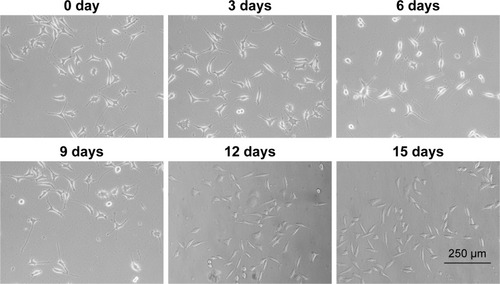 Figure 2 Trans-retinoic acid-induced SHSY5Y-cell differentiation. Scale bar =250 μm. Magnification ×200.Notes: SHSY5Y cells were differentiated using trans-retinoic acid. Cell-morphology changes were observed at 0, 3, 6, 9, 12, and 15 days.