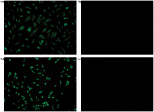 Figure 4. Cellular uptake of Curc-NS. Fluorescence microscopic images of HeLa cells treated with (A) Curc-NS, (B) Control-NS, and MDA-MB-231 cells treated with (C) Curc-NS, (D) Control-NS.
