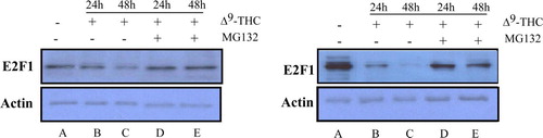 Figure 4.  E2F1 protein levels might be mediated via the proteasome degradation. We assessed the protein expression levels of E2F1 by Western blot analysis on two different GBM cell lines; U87-MG (left) and U251-MG (right). Cells were treated in the absence (lane A) or presence of 20 µg/ml Δ9-THC for 24 h (lane B) and 48 h (lane C). To determine whether decrease in E2F1 levels is mediated by the proteasome machinery, we employed MG132, a proteasome inhibitor. 3 µM MG132 were added for 8 h to cell culture kept in presence of Δ9-THC for 24 h (lane D) and 48 h (lane E). Increased levels of E2F1 are shown in lanes D and E. E2F1 protein levels were determined from the nuclear extract. Actin was used as loading control.