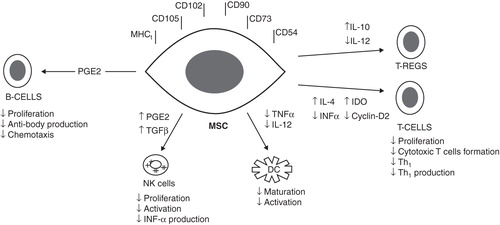Figure 1. Proposed mechanisms of the immunomodulatory effects of MSCs. Tregs indicates regulatory T cells.