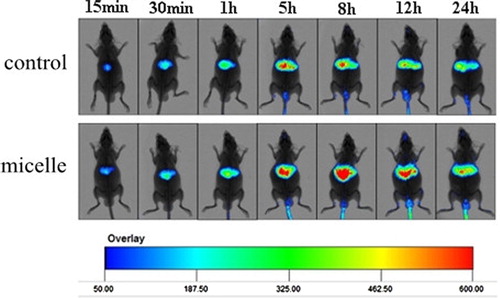Figure 6. Time-dependent whole body images after intravenous injection in mice. Available in colour online.