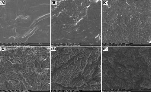 Figure 2. Scanning electron micrographs of the surfaces of (A) chitosan bead, (B) lysine-modified chitosan bead, (C) alanine-modified chitosan bead, (D) catalase-immobilized chitosan bead, (E) catalase-immobilized Lys–CB, (F) catalase-immobilized Ala–CB.