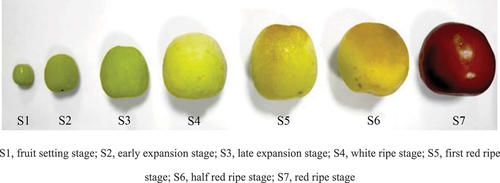 Figure 1. The appearance of YLD at different maturity stages.