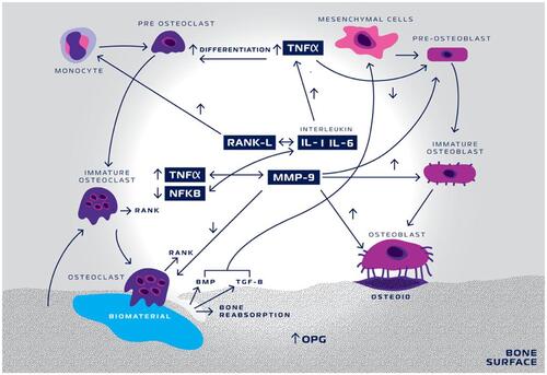 Figure 14 Schematic representation of TNF-α and MMP-9 activity in biomaterial inducing-bone remodeling. Nano-hydroxyapatite/beta-tricalcium phosphate (biomaterial) triggers a cascade of events initiated by tumor necrosis factor- α (TNF-α) increase, activating interleukin-1 (IL-1) and interleukin-6 (IL-6). IL-1 and IL-6 decrease the activity of Nuclear-Factor Kappa-ß (NFKB) and consequently increase the activity of the receptor.