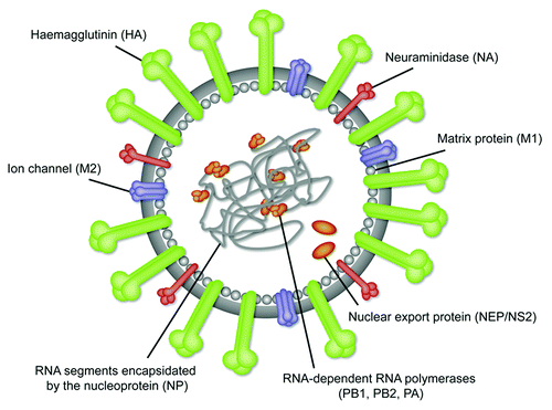 Figure 1. Nomenclature and localization of the major external and internal protein antigens of the influenza virus.