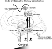 Figure 4 Model of declarative memory consolidation during sleep. During wakefulness information is encoded into neocortical networks and in part in hippocampal networks (gray arrow). During SWS, newly encoded information in the hippocampus is repeatedly reactivated. Reactivations are accompanied by hippocampal sharp wave-ripples. They are driven by slow oscillations which originate in neocortical networks (preferentially in those that were used for encoding at learning) and synchronize hippocampal memory reactivation with the occurrence of spindle activity in thalamo-cortical circuitry. Hippocampal reactivation stimulates a transfer of the newly encoded information back to neocortical networks (black arrow). The hippocampal input arriving in synchrony with spindle input at neocortical circuitry can induce long-term plastic changes selectively at those synapses previously used for encoding, thereby forming a long-term memory of the information in neocortical networks. High concentrations of cortisol inhibit hippocampal memory reactivation and transfer to neocortex via activation of GR. Likewise, memory reactivation and transfer is suppressed in the hippocampus with insufficient occupation of MR. The amygdala enhances hippocampal memory consolidation, depending on the emotional impact of the learning material. As a result of this amygdalar modulation, emotional material is generally better remembered than neutral material. Whether glucocorticoids affect emotional memory formation via an influence on amygdalar function or primarily via hippocampal function is not yet clear.