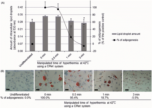 Figure 2. Inhibitory effects of hyperthermia at 42°C using a CRet system on intracellular lipid accumulation in OP9 mouse stromal cells as assessed spectrophotometrically by Oil Red O stain and Hoffman modulation contrast microscopy. A: OP9 cells were induced to differentiation and exposed to hyperthermia at 42°C for 0 min, 0.5 min, 1 min, or 3 min using a CRet system. Then intracellular lipid droplets and nucleus were stained with Oil Red O and Mayer's hemalum solution, respectively. The absorbances of extracts from intracellular lipid droplets stained with Oil Red O were measured at 530 nm and evaluated as % of the positive control which was differentiated but did not undergo the hyperthermia. % of adipogenesis = [(Abs530 nm of test − Abs530 nm of undifferentiated control)/(Abs530 nm of differentiated adipocyte control − Abs530 nm of undifferentiated control)] × 100. Mean ± SD, n = 3, *p < 0.05 (vs. 0 min). B: Scale bars = 50 µm, magnification: ×200.