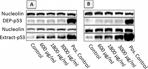 FIG. 7. Image of western blots showing p53 accumulation in cells exposed to DEP and DEP extracts at different concentrations, following 24 h exposures. Loading was normalized by nucleolin, and response was positively controlled by inducing DNA damage with 10 μM Nutlin (positive control). (a) A549 cells; (b) GDM-1 cells.