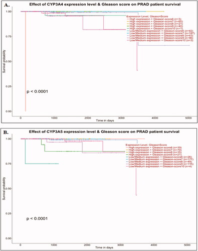 Figure 3. Survival analysis of prostate cancer patient’s datasets with CYP3A4 and CYP3A5 genes. Effects of CYP3A4 and CYP3A5 expression with Gleason score on Prostate Adenocarcinoma (PRAD) patient survival (A and B). Data were analysed using the UALCAN (http://ualcan.path.uab.edu/) tool on TCGA cancer datasets. The significance was denoted by ns: not significant; * p-value < 0.05; ** p-value < 0.01; *** p-value < 0.001.