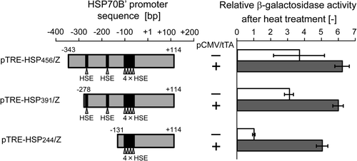 Figure 4. Deletion analysis of hsp70B′ promoter region in the hybrid promoter. The structures of the hsp70B′ promoter region of pTRE-HSP456/Z and the 5′-deletion mutants, pTRE-HSP391/Z and pTRE-HSP244/Z are shown in the left panel. Arrows indicate the position of putative HSEs. The β-galactosidase activities of each construct at 24 h after heat treatment at 43°C for 1 h are shown in the right panel. Open and closed columns indicate that cells were transfected with the reporter gene expression plasmid alone, and the reporter gene expression plasmid plus transactivator expression plasmid, respectively. Relative β-galactosidase activity is defined as the relative value to the β-galactosidase activity of the cells transfected with pTRE-HSP244/Z alone. The data are expressed as mean ± SD (n = 3).