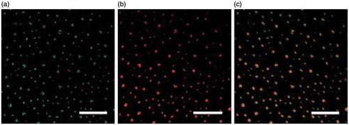 Figure 14. Luminescence images (all scale bars 20 nm) of the CQDs with (a) argon ion laser excitation at 458 nm and (b) femtosecond pulsed laser excitation at 800 nm; (c) is an overlap of (a) and (b). (Reprinted with permission from Ref. [Citation14] Copyright (2007) American Chemical Society).