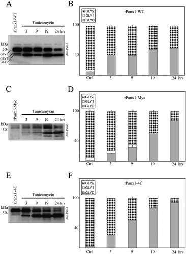 Figure 4 Comparison of the effect of glycosylation inhibition on rPanx1-WT, rPanx1-Myc, and rPanx1-4C proteins. Western blot analysis of cellular lysates from MDCK cells stably expressing rPanx1-WT (A), rPanx1-Myc (C), or rPanx1-4C (E) before and after tunicamycin treatment (2 μ g/ml) for the indicated time periods (hours). The blots were hybridized with anti-Panx1 antibody. The relative densities of the different forms of the protein (GLY0, nonglycosylated core protein; GLY1, high mannose type glycoprotein; and GLY2, fully processed glycoprotein) were quantified (y-axis, normalized value) and represent the mean ± SE of three independent Western blots respectively for rPanx1-WT (B), rPanx1-Myc (D), or rPanx1-4C (F). In these samples under control conditions, we observed some variations in GLY0 and GLY1 bands in tagged Panx1, whereas the majority of the proteins (more than 90%) were found in the GLY2 form. Glycosylation inhibition over periods of time induced a significant increase in the GLY0, and a decrease in the GLY2 species for both rPanx1-WT and tagged proteins. However, comparison of the trafficking kinetics of tagged rPanx1 versus WT revealed that WT GLY2 oligomers appear to be degraded at a slower rate than Myc-or tetracysteine domain–tagged versions.
