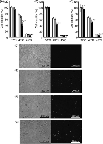Figure 6. In vitro cytotoxicity of heat-inducible HSV-tk gene therapy. HeLa (A), HepG2 (B) and A549 (C) cells were transfected with the mock plasmid (white columns), pTRE-HSP456/tk alone (grey columns) or pTRE-HSP456/tk plus pCMV/tTA (black columns). Cells were incubated at 37°C or underwent heat treatment at 43°C or 45°C for 1 h. At 24 h after heat treatment, cell viability was evaluated by the WST-8 method. The data are expressed as mean ± SD (n = 3). *P < 0.05 and **P < 0.05 versus the mock plasmid and pTRE-HSP456/tk alone at each temperature, respectively. (D–G) Microscopic observation of HeLa cells after gene delivery and heat treatment. Cells were transfected with the mock plasmid (D and E), pTRE-HSP456/tk alone (F) or pTRE-HSP456/tk plus pCMV/tTA (G), and incubated at 37°C (D) or heated at 43°C for 1 h (E–G). Apoptotic cells were detected by fluorescence microscopy based on the TUNEL assay. (Left) Bright field microscopic images. (Right) Fluorescence microscopic images.