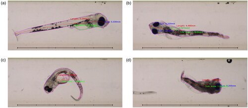 Figure 8. Flow-through images of fish with neural network segmentation and automated measurements. (a) Shows a fish from the SW-4d control group, displaying good segmentation and measurements. (b) Shows a fish from the SFA-21d group imaged from ‘above’, with poor measurement of the partially obscured yolk sac. (c) Shows a deformed fish from the ULSFO 28d-3 group imaged at an inconvenient angle, where segmentation and measurement has failed badly. (d) Shows a severely deformed (and possibly deceased) fish from the ULSFO 60d-1 group. Scale bars 5 mm, 1 mm divisions.