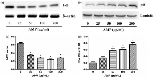 Figure 4. IκB degradation and activation of NF-κB in macrophages treated with AMP. Macrophages were stimulated with different concentrations of AMP for 4 h. (a and c) IκB degradation and activation of NF-κB was analyzed by Western blotting with anti-IκB and anti-NF-κB p65 antibodies. (b and d) Expression of IκB and NF-κB p65 was quantified. The ratios for these proteins are shown. *p < 0.05 compared with the untreated group.
